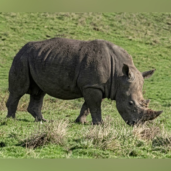 common_rhino